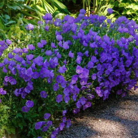 Des Campanules Avec Sauna * Vielsalm