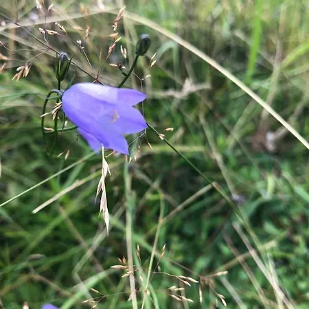 Des Campanules Avec Sauna *