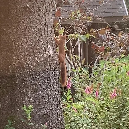 샬레 Des Campanules Avec Sauna *