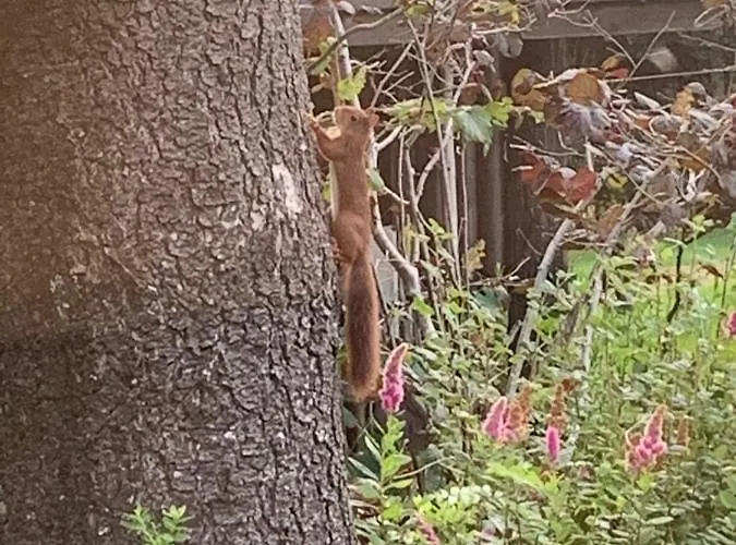 Σαλέ Des Campanules Avec Sauna *